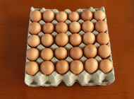 Легкий приведитесь в действие создателя коробки яйца машины прессформы пульпы бумаги упаковывая